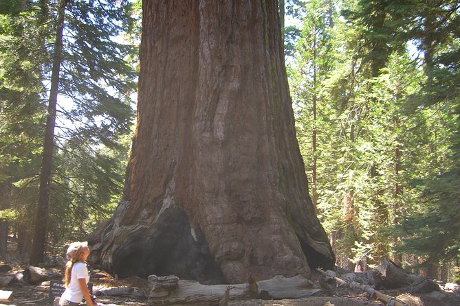 4 Day Death Valley, Yosemite, San Francisco from Las Vegas Camp or Lodge - Camping or lodging: choose your comfort level