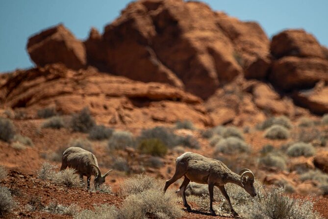 5 Hour Las Vegas Off-Road: Self Drive Jeep Mojave Adventure - Starting at 5030 Paradise Road