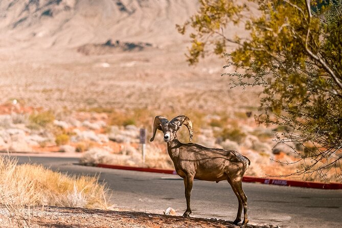6hr Valley of Fire, Hoover Dam, Boulder City Tour from Las Vegas - Who will enjoy this outing most