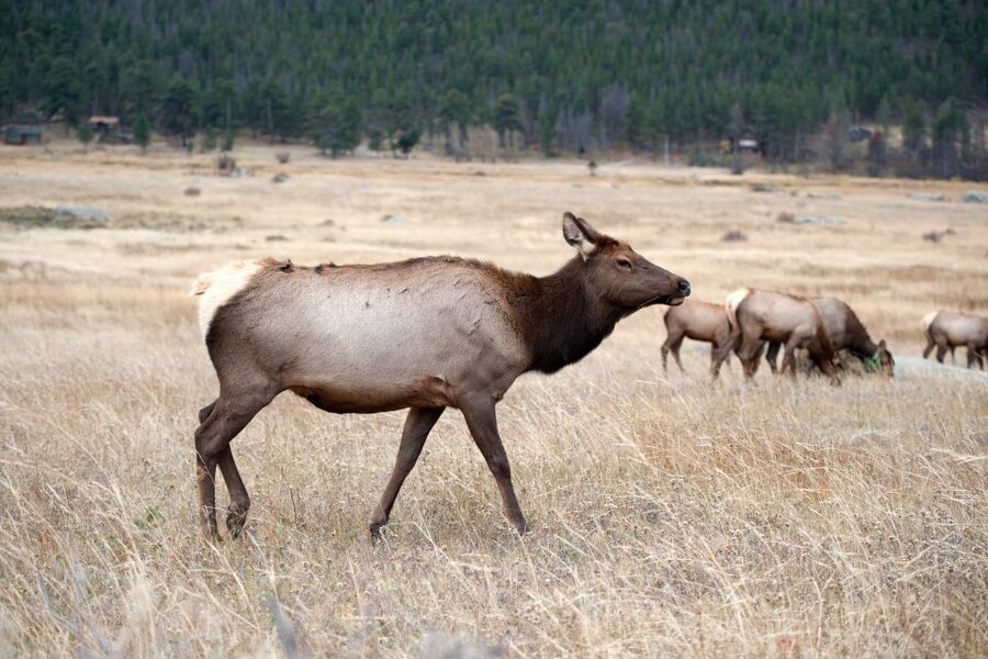 7-Day Yellowstone National Park Rocky Mountain Explorer - What the $1,895 price really covers