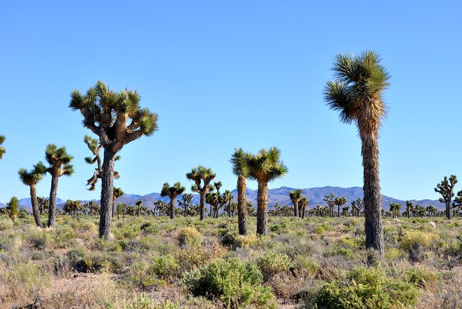 Area 51 Day Tour from Las Vegas with Alien and UFO Hotspots - Lunch and local lore at Little A’Le’Inn
