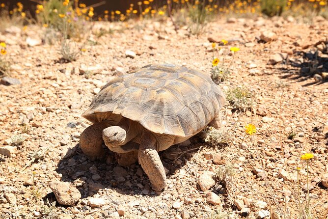 Audio Driving Tour: Grand Canyon West, Hoover Dam Red Rock Canyon - Boulder City adds a human story