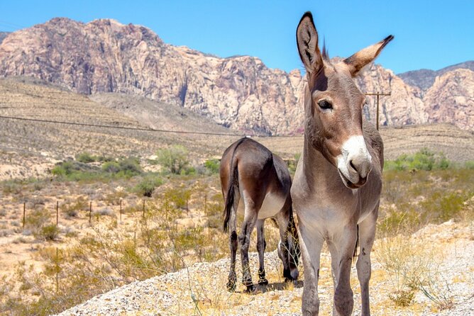 Audio Driving Tour: Grand Canyon West, Hoover Dam Red Rock Canyon - Guano Point rewards a little effort