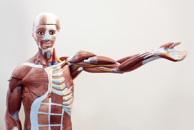 Bodies The Exhibition at the Luxor Hotel and Casino - Key details before you go
