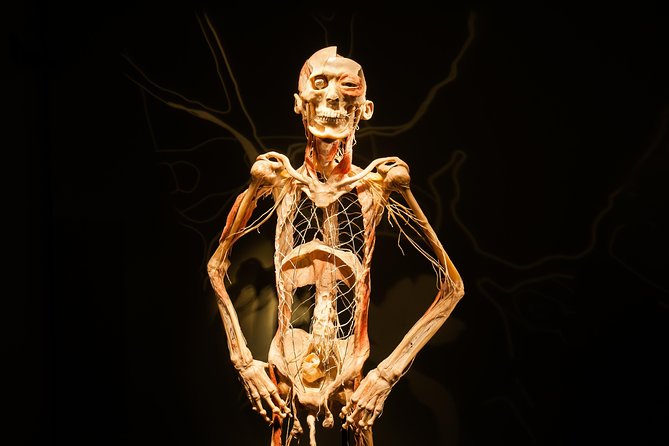 Bodies The Exhibition at the Luxor Hotel and Casino - What you actually see inside the Luxor