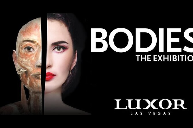 Bodies The Exhibition at the Luxor Hotel and Casino - The body systems gallery rewards slow reading