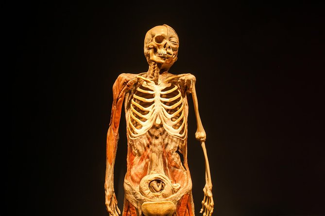 Bodies The Exhibition at the Luxor Hotel and Casino - The fetal development room requires a personal choice