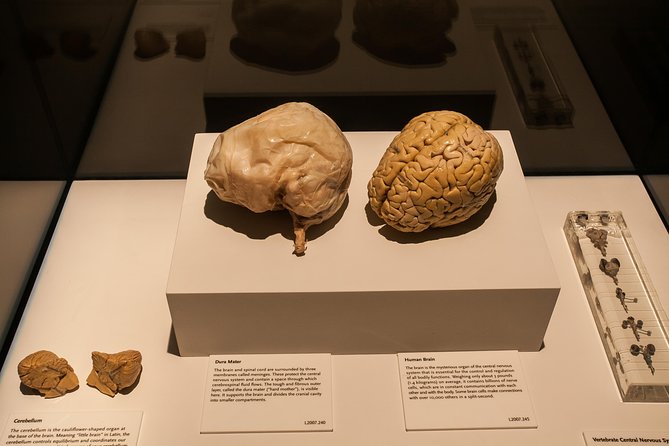 Bodies The Exhibition at the Luxor Hotel and Casino - Is $37.13 a fair price?