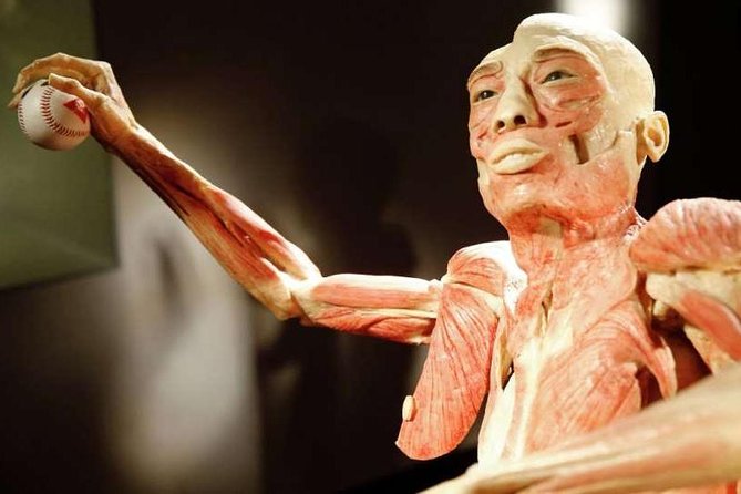 Bodies The Exhibition at the Luxor Hotel and Casino - Who will enjoy this most