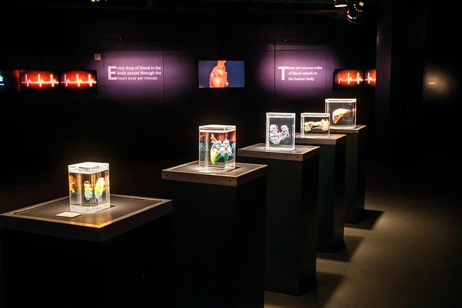 Bodies The Exhibition at the Luxor Hotel and Casino - Polymer preservation, explained without the lab coat