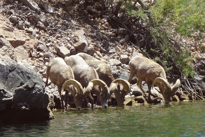 Emerald Cave & Black Canyon Kayak Tour with Vegas Pickup - Practical booking advice