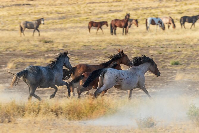 Extra Luxury tour for up to 7 to Antelope Canyon X and Horseshoes - What makes the canyon different from a simple photo stop