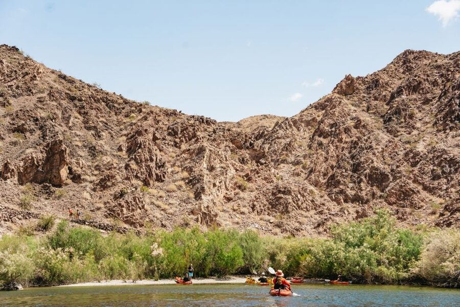 From Las Vegas: Black Canyon Half-Day Kayak Tour - Wildlife along the Colorado River