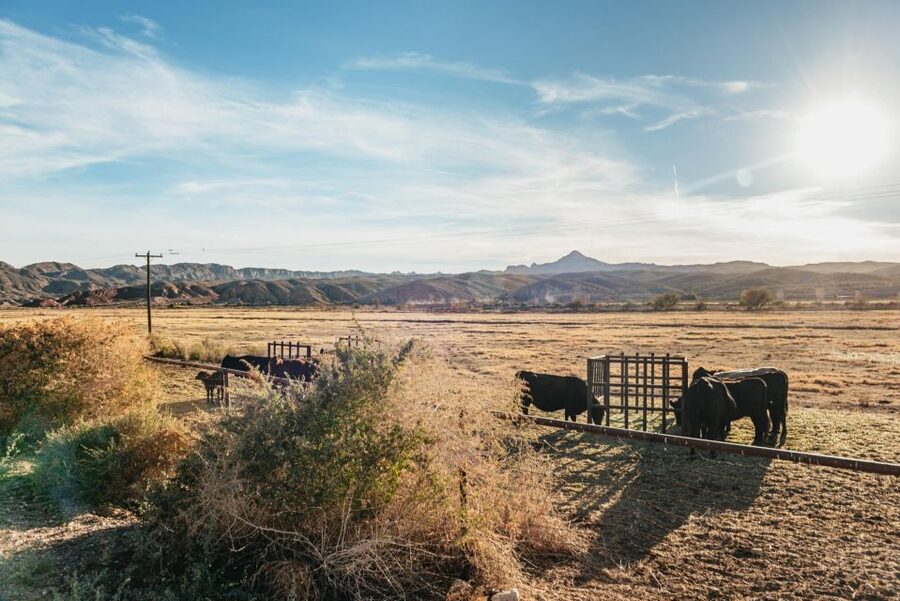 From Las Vegas: Desert Sunset Horseback Ride with BBQ Dinner - Ranch animals and small Western extras