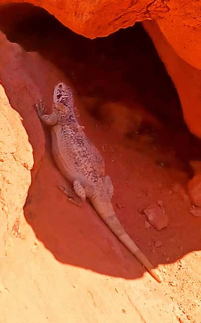 From Las Vegas: Valley of Fire Full-Day Guided Tour w/ Lunch - Why Valley of Fire makes a good day away from Las Vegas