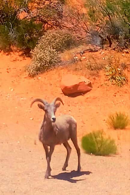 From Las Vegas: Valley of Fire Full-Day Guided Tour w/ Lunch - Elephant Rock, a natural animal shape