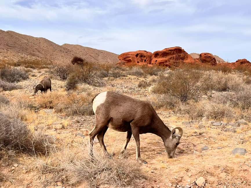 From Las Vegas: Valley of Fire State Park Guided Day Tour - Leaving Las Vegas for red rock country