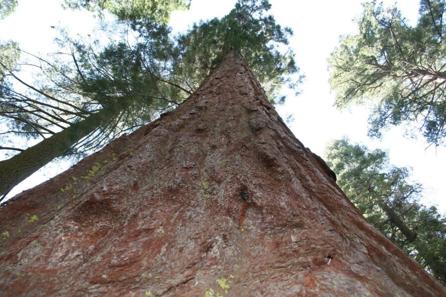 From Vegas to San Francisco: 7-Day National Park Tour - The tour at a glance