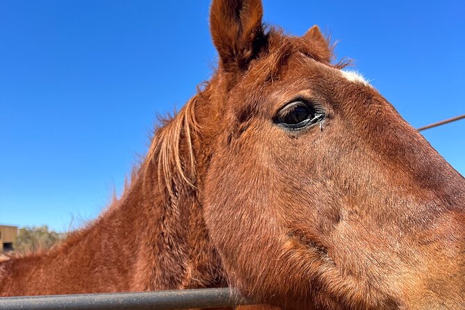 Grand Canyon ATV Tour + Horseback Riding Tour - What the ATV portion may feel like