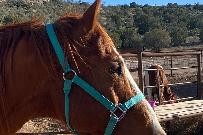 Grand Canyon ATV Tour + Horseback Riding Tour - Lunch, drinks, and the value of the package
