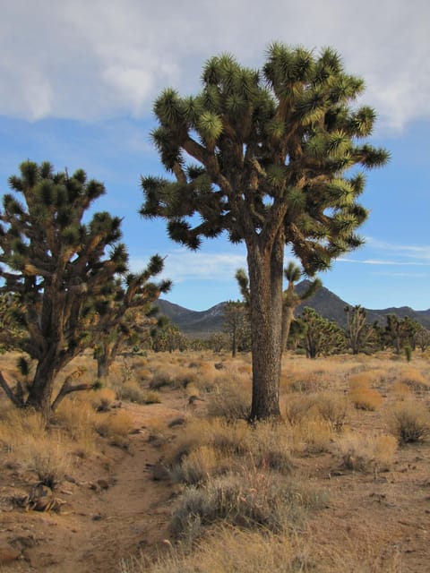 Grand Canyon Hoover Dam and Joshua Tree VIP Small Group Tour - Joshua Tree Forest is a short scenic pause