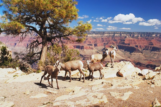 Grand Canyon National Park South Rim Small Group Bus Tour - Boulder City, Kingman, and the Route 66 flavor