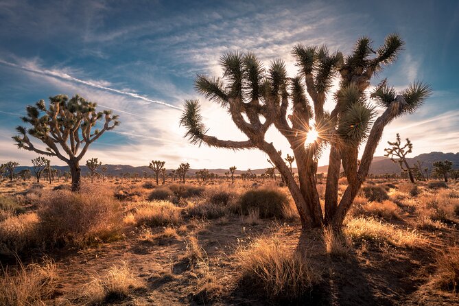 Grand Canyon West, Hoover Dam and Seven Magic Mountains & LV Sign - Arizona Joshua trees on the return journey