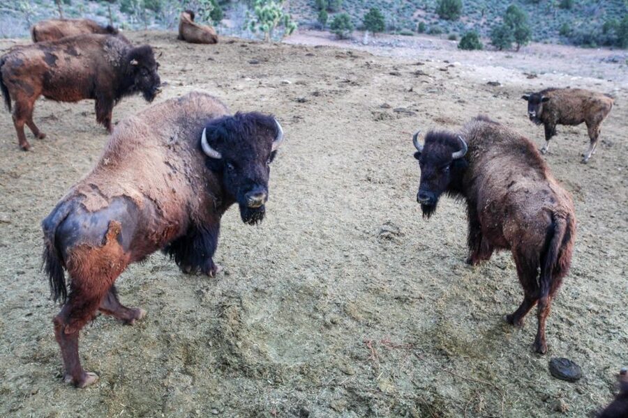 Horseback Ride thru Joshua Tree Forest with Buffalo & Lunch - Lunch, music, and cowboy character