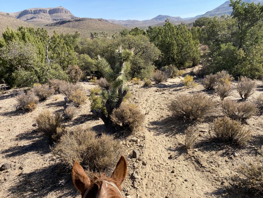 Horseback Ride thru Joshua Tree Forest with Buffalo & Lunch - Who will enjoy this Arizona ranch outing?