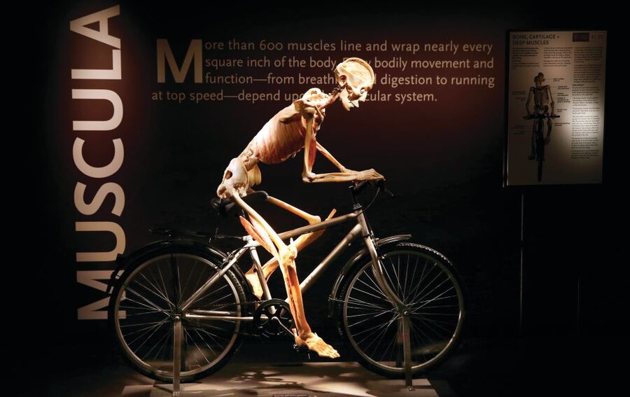 Las Vegas: BODIES | The Exhibition at the Luxor - Key points before you enter