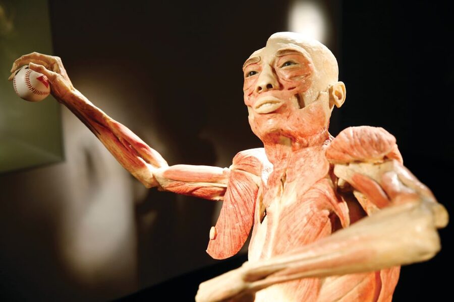 Las Vegas: BODIES | The Exhibition at the Luxor - Why the whole-body displays matter