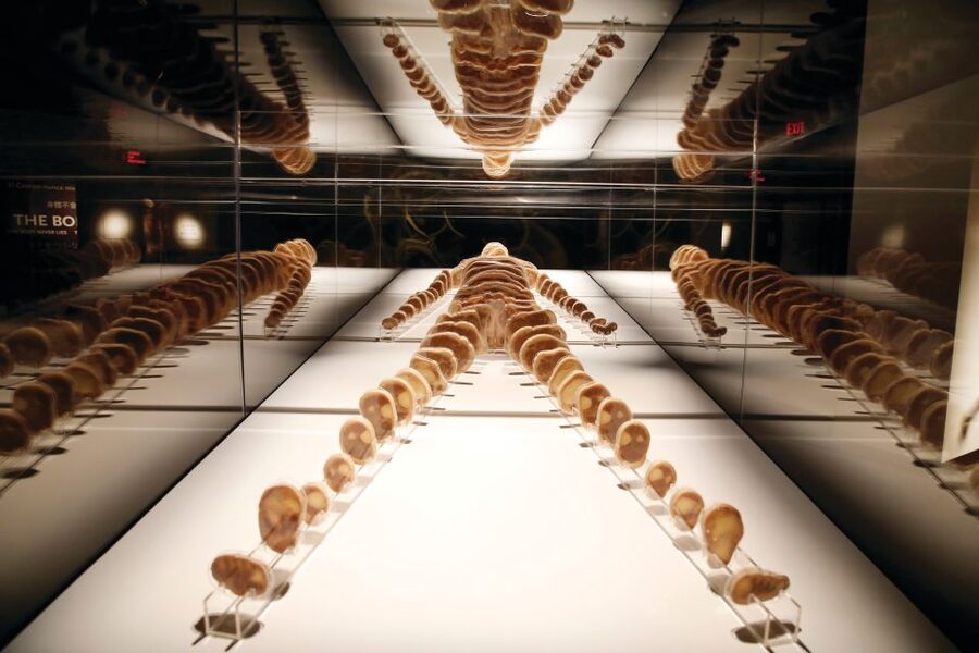 Las Vegas: BODIES | The Exhibition at the Luxor - Getting there and handling the practical details