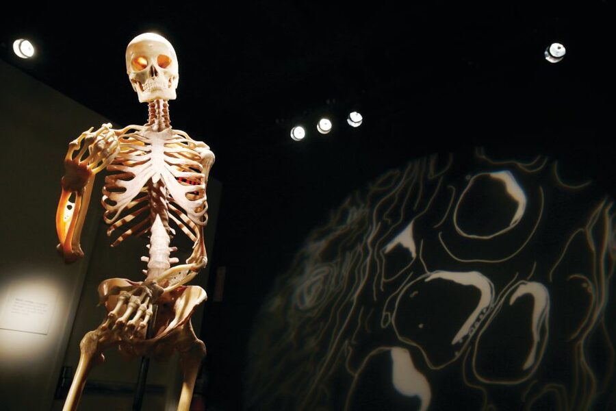 Las Vegas: BODIES | The Exhibition at the Luxor - A simple way to plan your visit