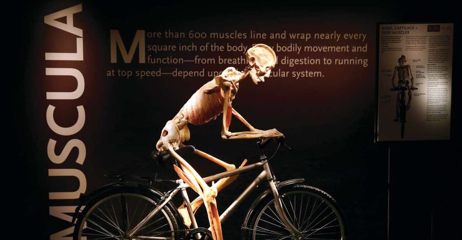 Las Vegas: BODIES | The Exhibition at the Luxor - The specimens that make the strongest impression