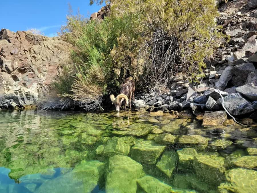 Las Vegas: Emerald Cave Kayak Tour with Photos - River Gaugers beach gives the trip breathing room