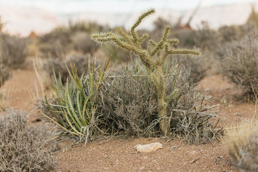 Las Vegas: Grand Canyon West Rim VIP Luxury Small Group Tour - Hualapai Village and the local market