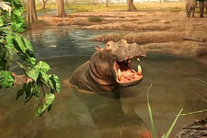 Las Vegas Natural History Museum Admission Ticket - Live sharks, stingrays, and the Marine Life Gallery