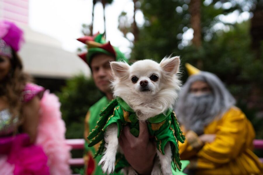 Las Vegas: Piff the Magic Dragon Show at the Flamingo - Why the America’s Got Talent connection matters