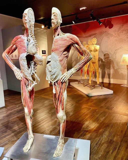 Las Vegas: REAL BODIES at Horseshoe Las Vegas Entry Ticket - The practical drawbacks to consider