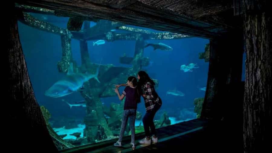 Las Vegas: Shark Reef Aquarium Entry Ticket - Who should visit Shark Reef?