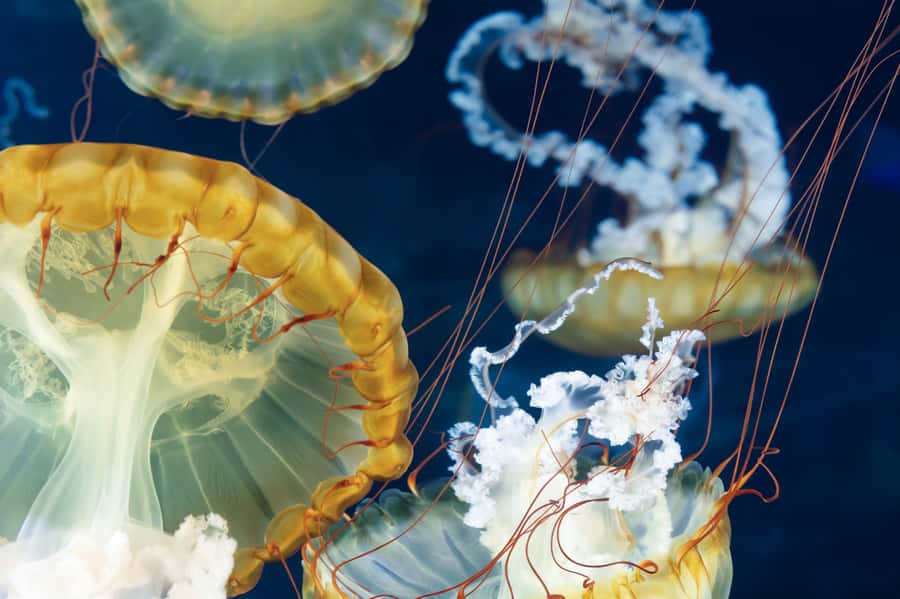 Las Vegas: Shark Reef Aquarium Entry Ticket - What Shark Reef Aquarium is really like