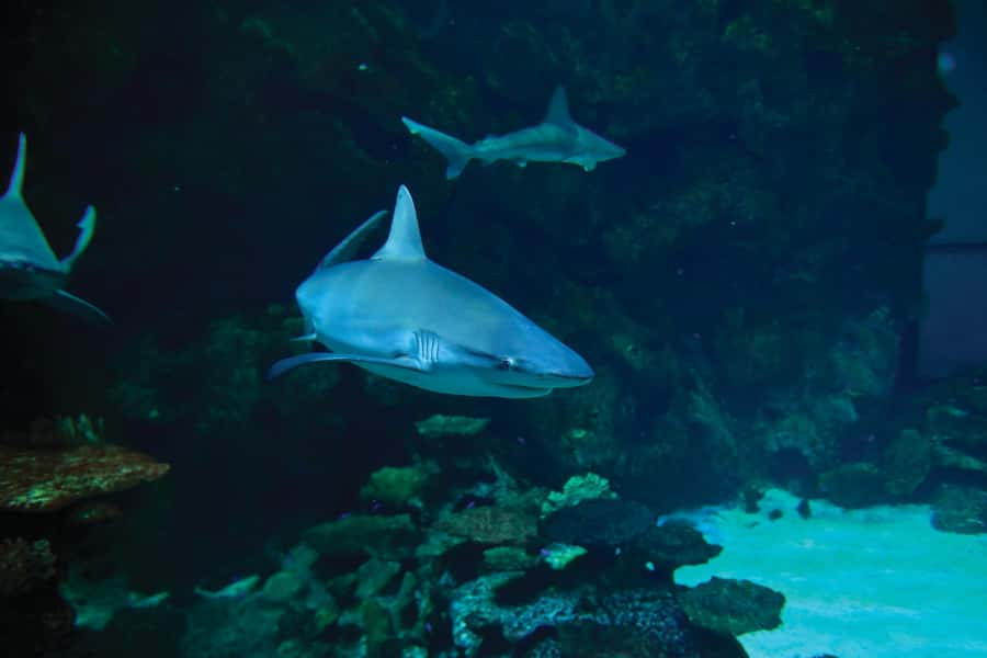 Las Vegas: Shark Reef Aquarium Entry Ticket - Sharks, rays, and the touch pool