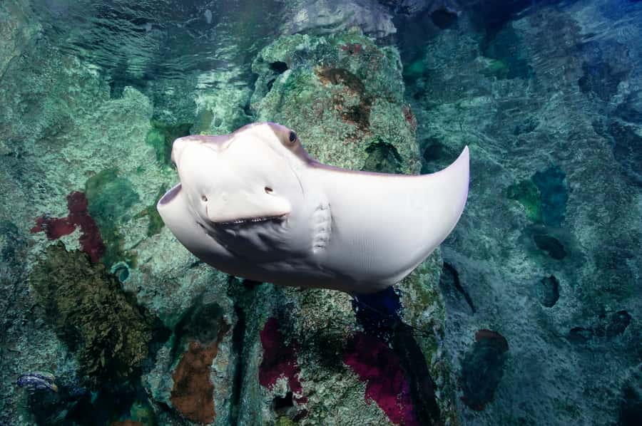 Las Vegas: Shark Reef Aquarium Entry Ticket - Jellyfish and the quieter exhibits