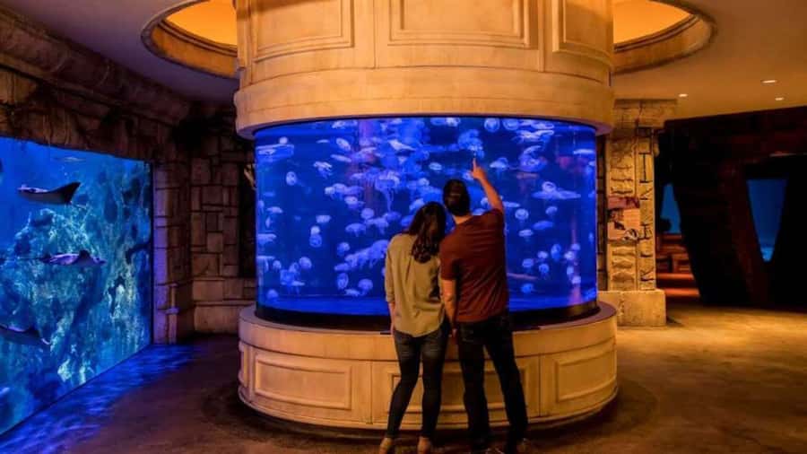 Las Vegas: Shark Reef Aquarium Entry Ticket - How long should you plan?