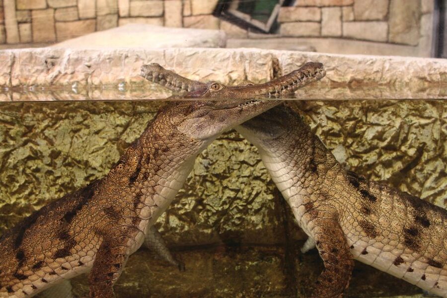 Las Vegas: Shark Reef Aquarium Entry Ticket - Is $29 a fair price?