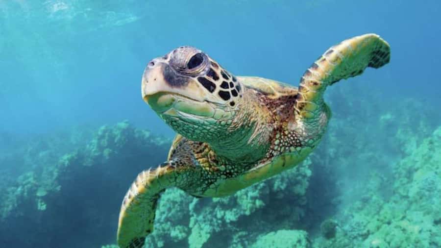 Las Vegas: Shark Reef Aquarium Entry Ticket - Getting from Mandalay Bay to the entrance