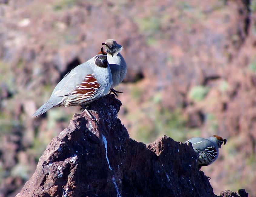 Las Vegas: Small Group Hoover Dam, Power Plant & Bridge Tour - Breakfast in Boulder City
