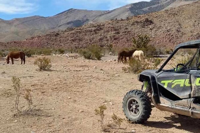 Las Vegas UTV Tour - Desert Wildlife and Wide-Open Views