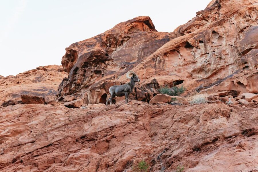 Las Vegas: Valley of Fire Guided Hike with Drinks and Snacks - Heat, weather, and the physical reality