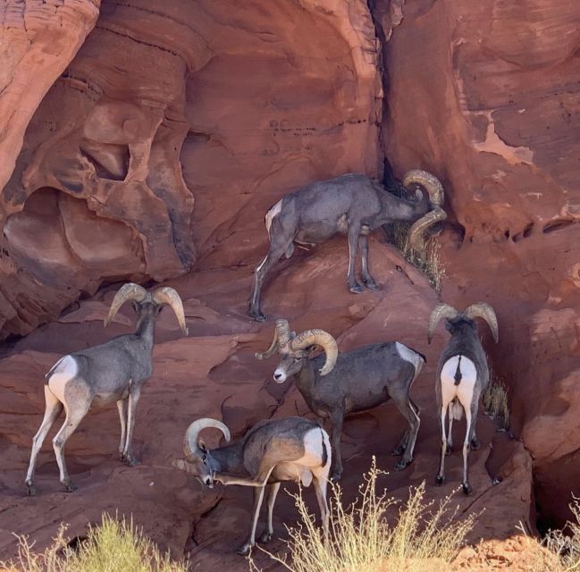 Las Vegas: Valley Of Fire State Park Tour - Who should book this tour?